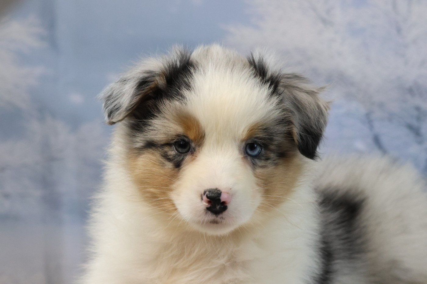 des Gardiens d'Hadès - Chiots disponibles - Berger Australien