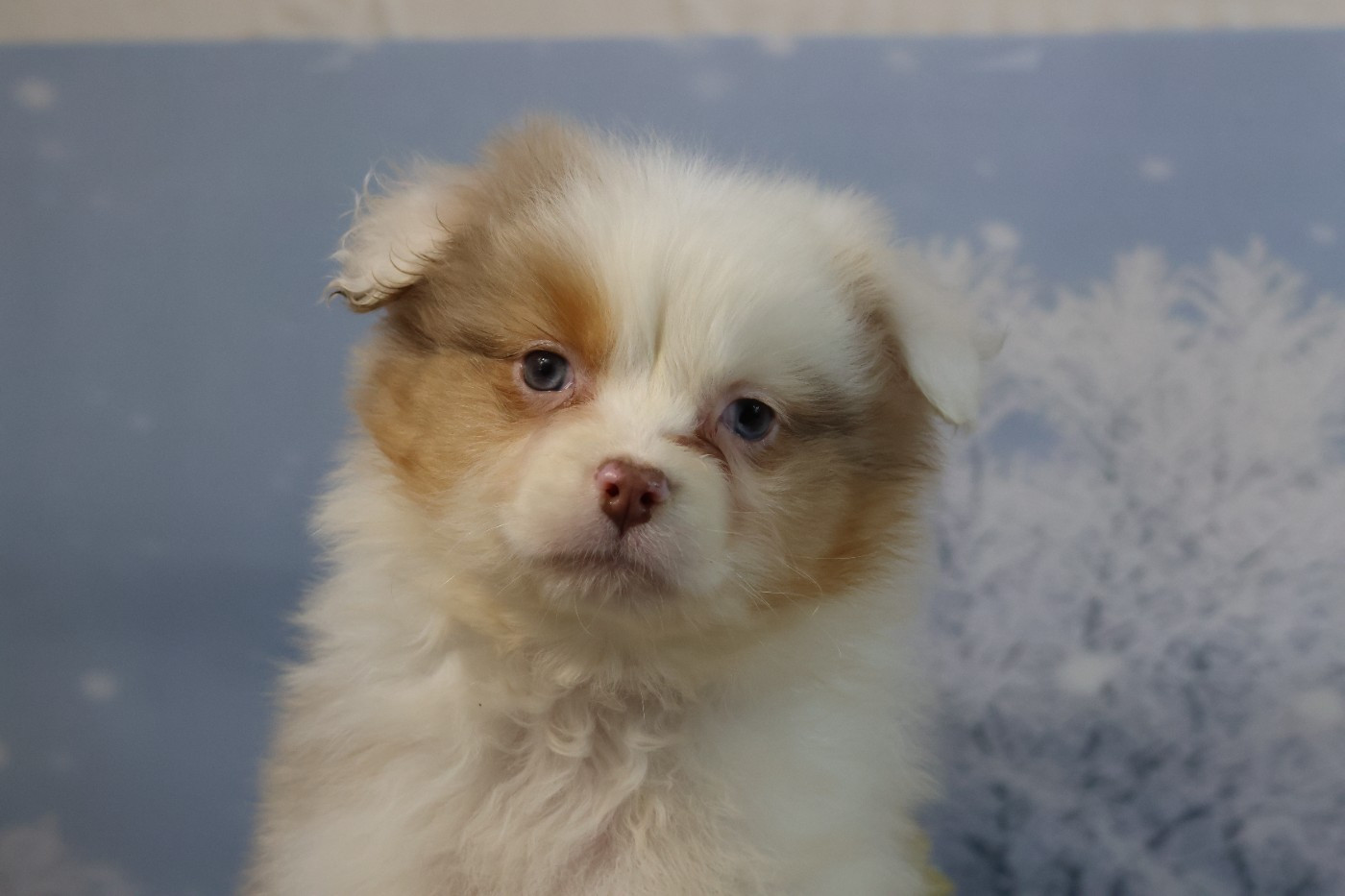 des Gardiens d'Hadès - Chiots disponibles - Berger Australien