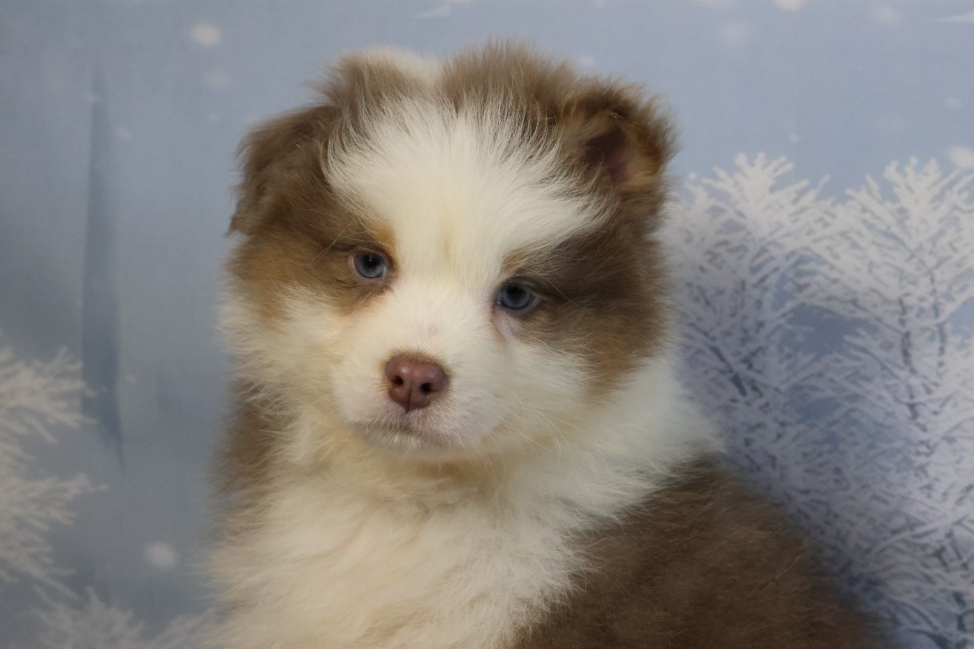 des Gardiens d'Hadès - Chiots disponibles - Berger Australien