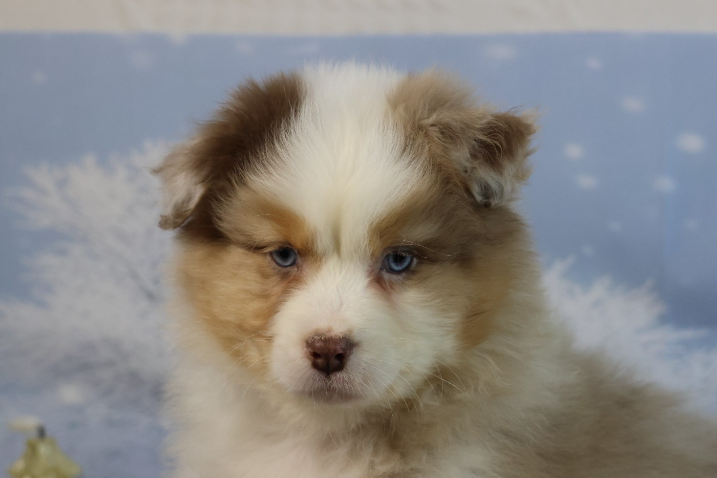 des Gardiens d'Hadès - Chiots disponibles - Berger Australien