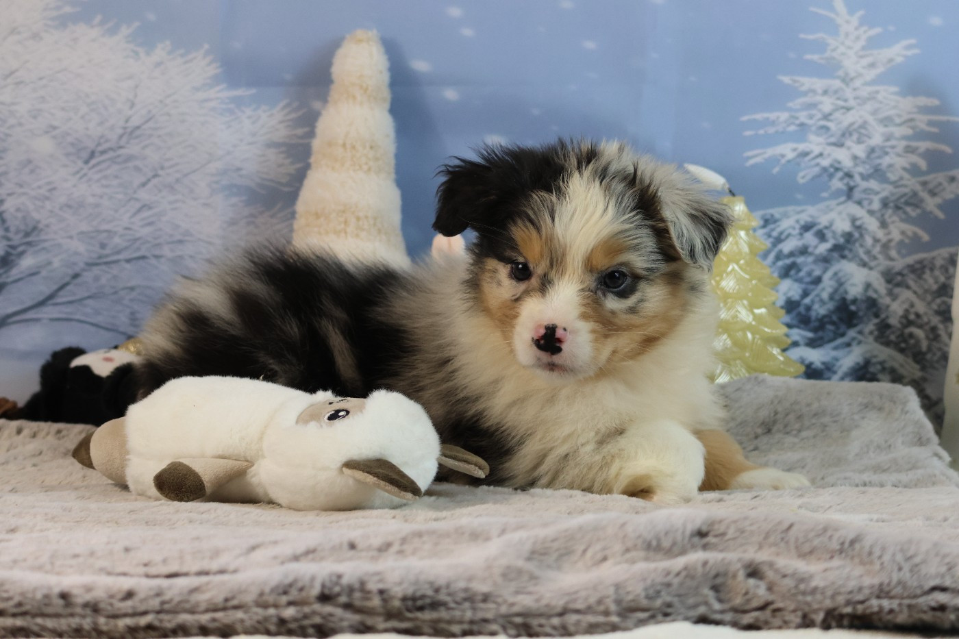 des Gardiens d'Hadès - Chiots disponibles - Berger Australien