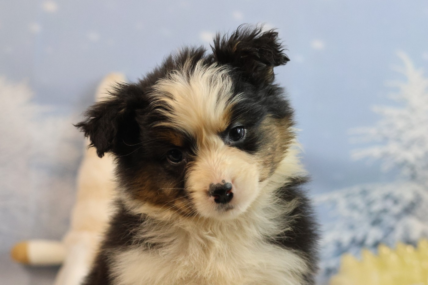 des Gardiens d'Hadès - Chiots disponibles - Berger Australien