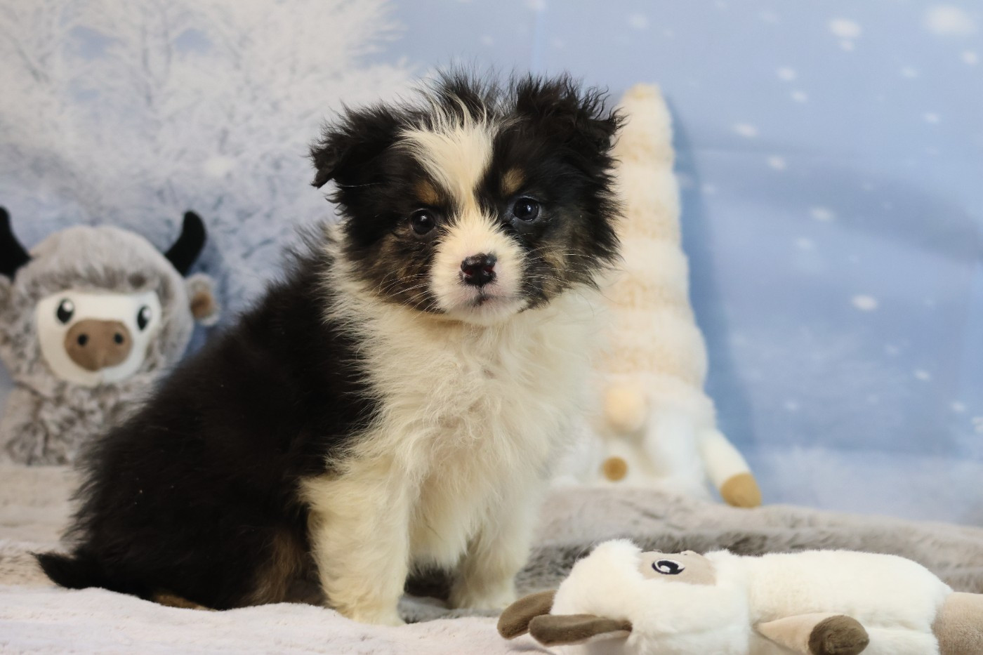 des Gardiens d'Hadès - Chiots disponibles - Berger Australien