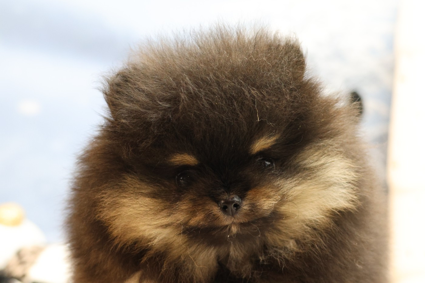 des Gardiens d'Hadès - Chiots disponibles - Spitz allemand