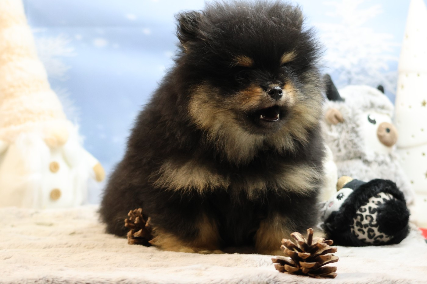 des Gardiens d'Hadès - Chiots disponibles - Spitz allemand