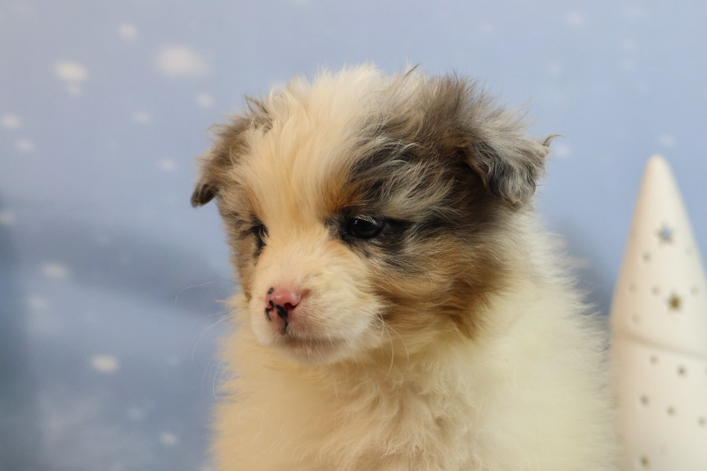 des Gardiens d'Hadès - Chiots disponibles - Berger Australien