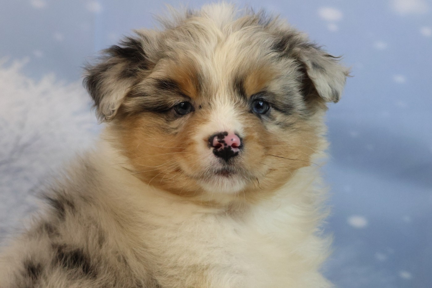 des Gardiens d'Hadès - Chiots disponibles - Berger Australien