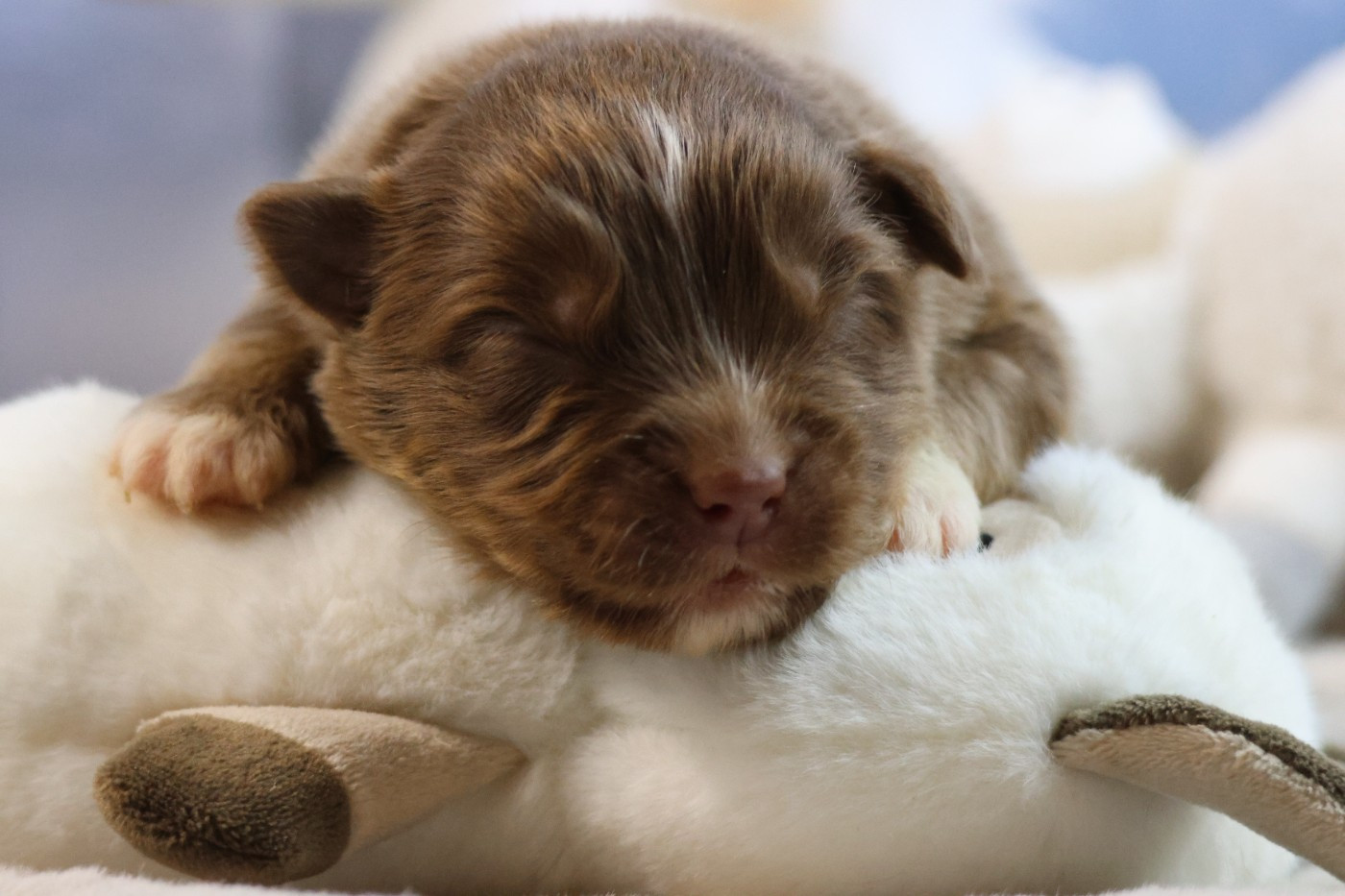 des Gardiens d'Hadès - Chiots disponibles - Berger Australien