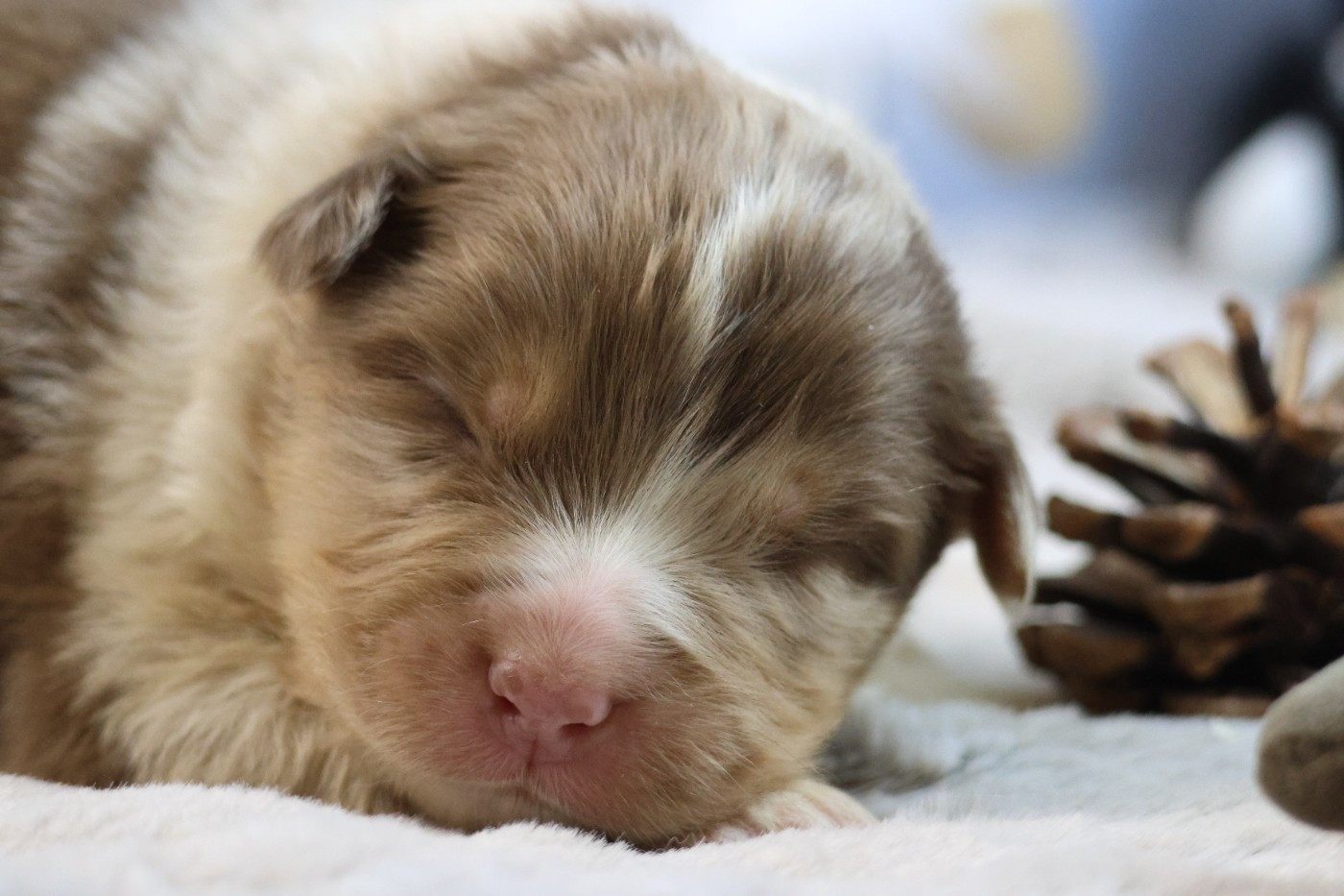 des Gardiens d'Hadès - Chiots disponibles - Berger Australien