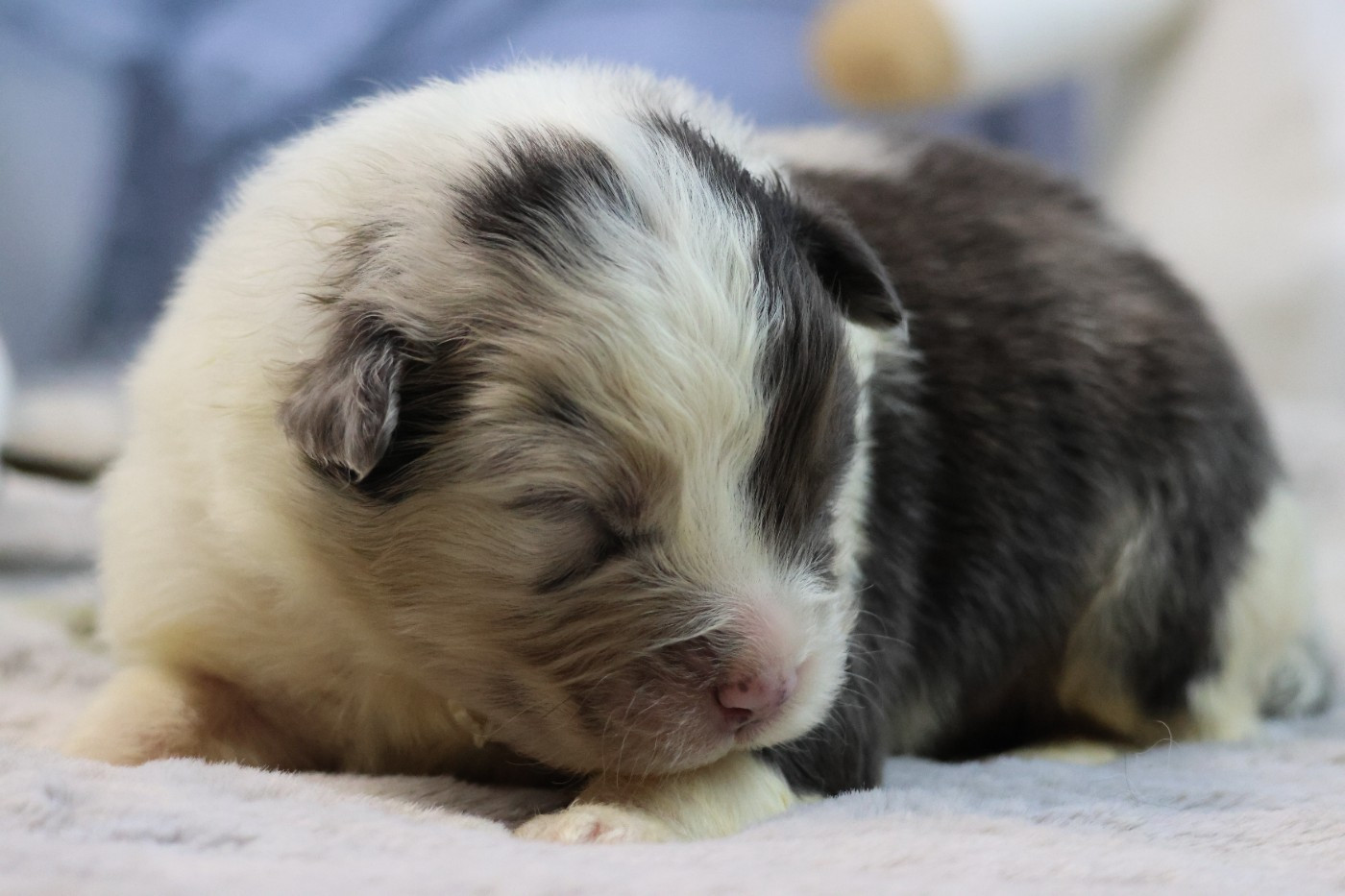 des Gardiens d'Hadès - Chiots disponibles - Berger Australien