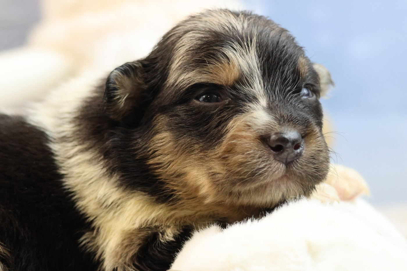 des Gardiens d'Hadès - Chiots disponibles - Berger Australien