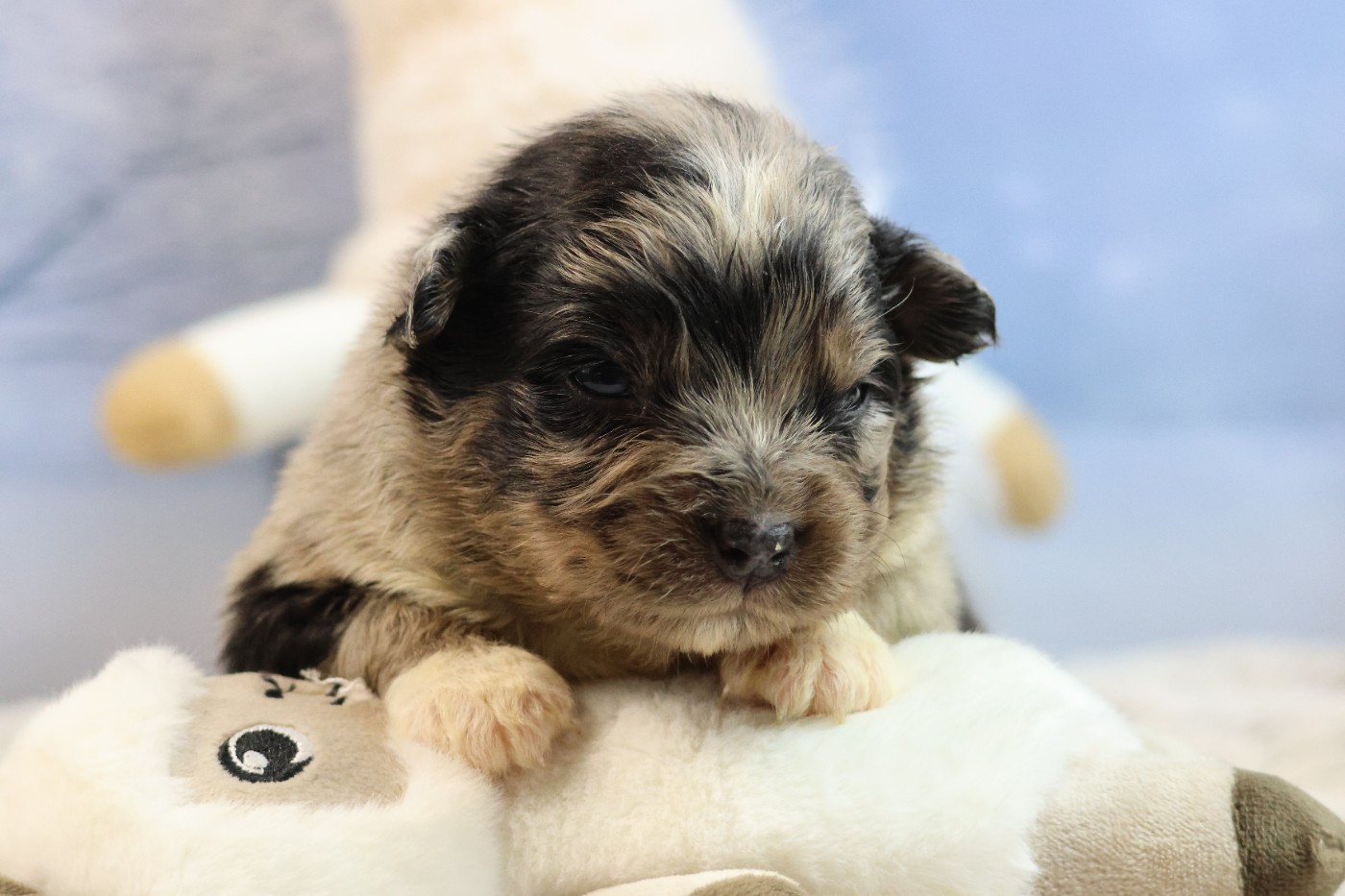 des Gardiens d'Hadès - Chiots disponibles - Berger Australien