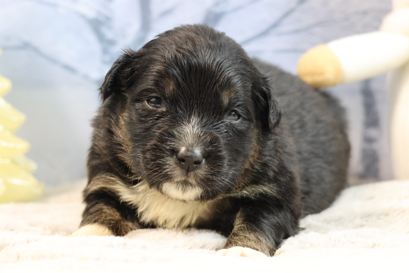 des Gardiens d'Hadès - Chiots disponibles - Berger Australien