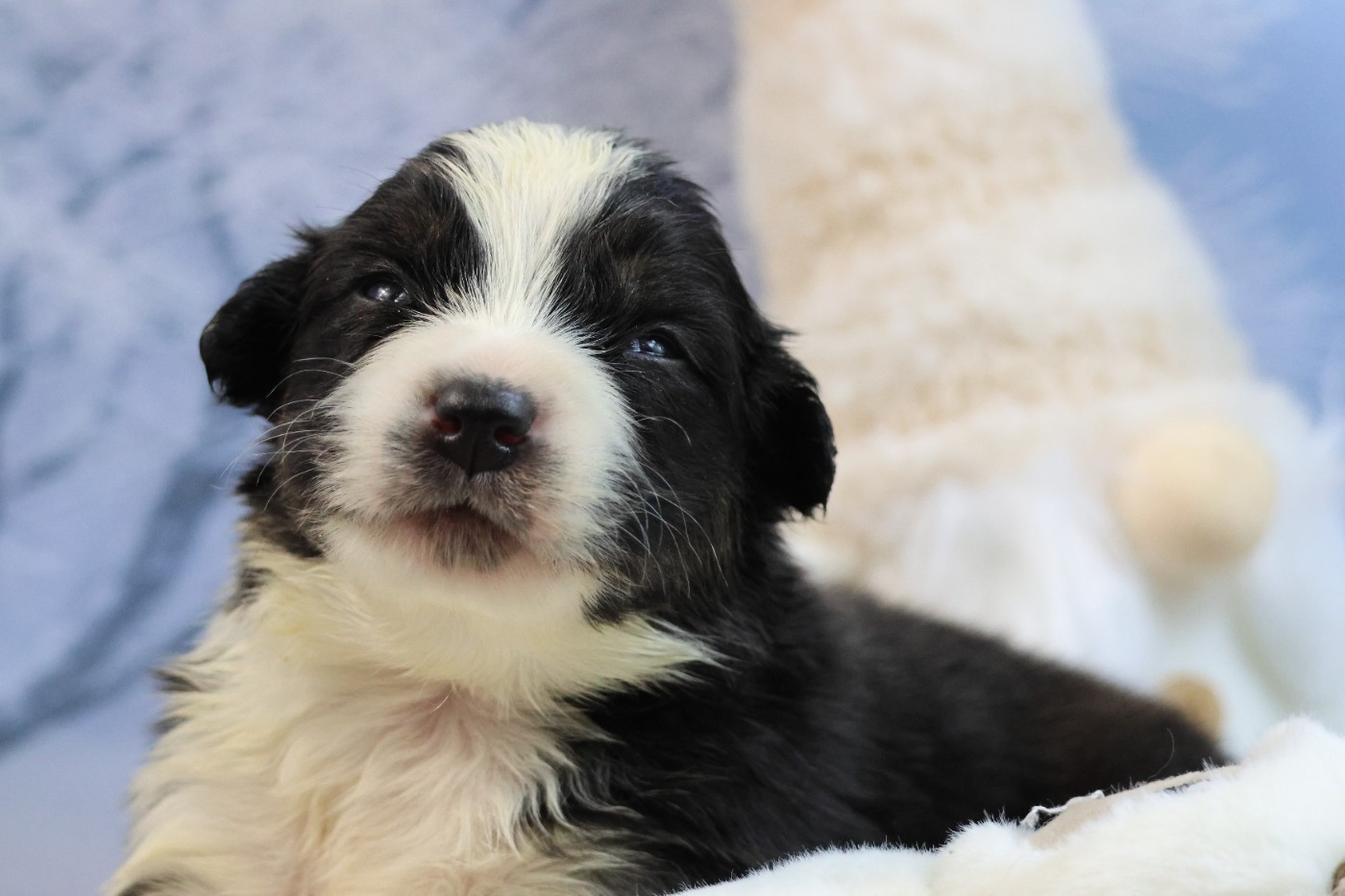 des Gardiens d'Hadès - Chiots disponibles - Berger Australien