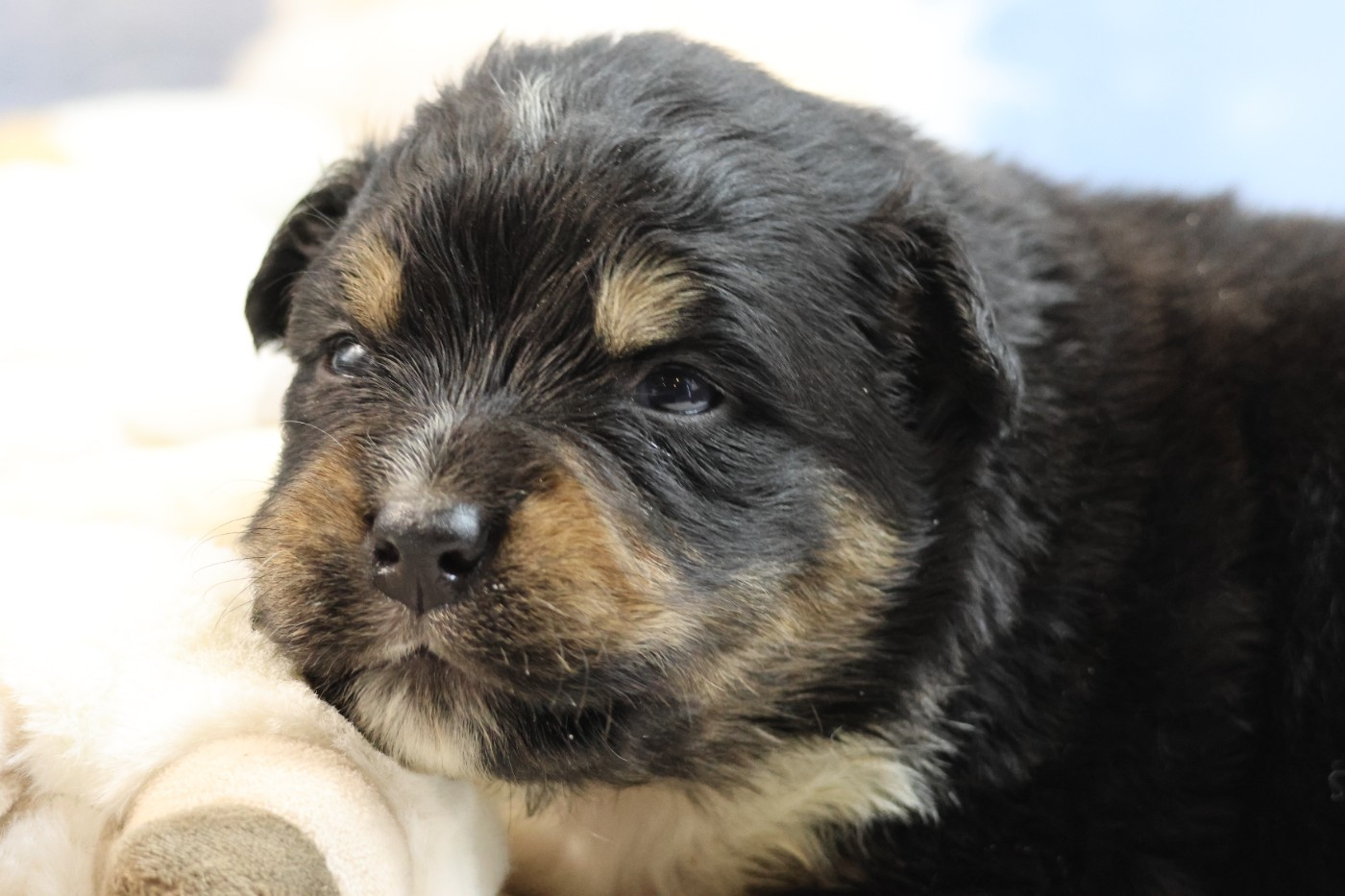 des Gardiens d'Hadès - Chiots disponibles - Berger Australien