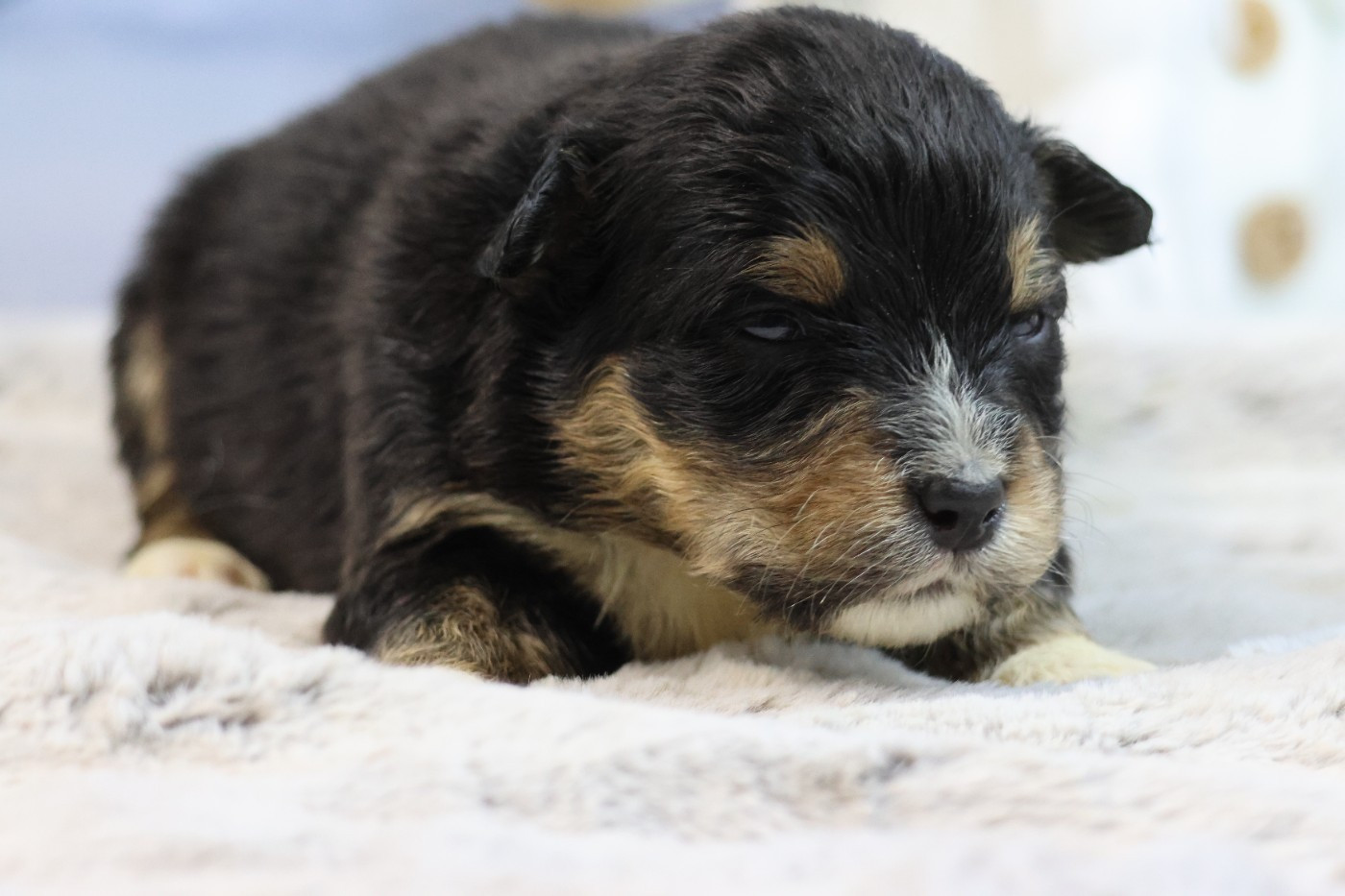 des Gardiens d'Hadès - Chiots disponibles - Berger Australien