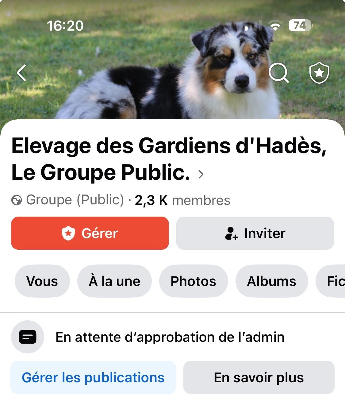 des Gardiens d'Hadès - Berger Australien - Portée née le 17/11/2025