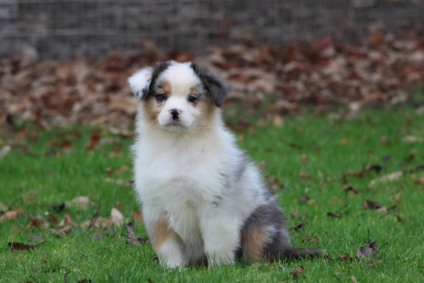 des Gardiens d'Hadès - Chiots disponibles - Berger Australien