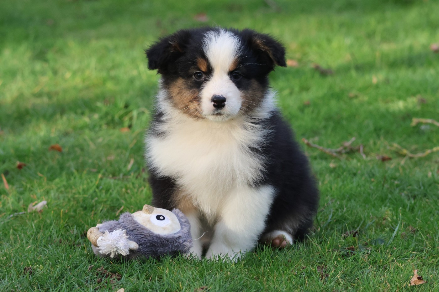 des Gardiens d'Hadès - Chiots disponibles - Berger Australien