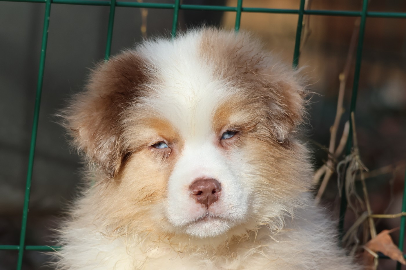 des Gardiens d'Hadès - Chiots disponibles - Berger Australien