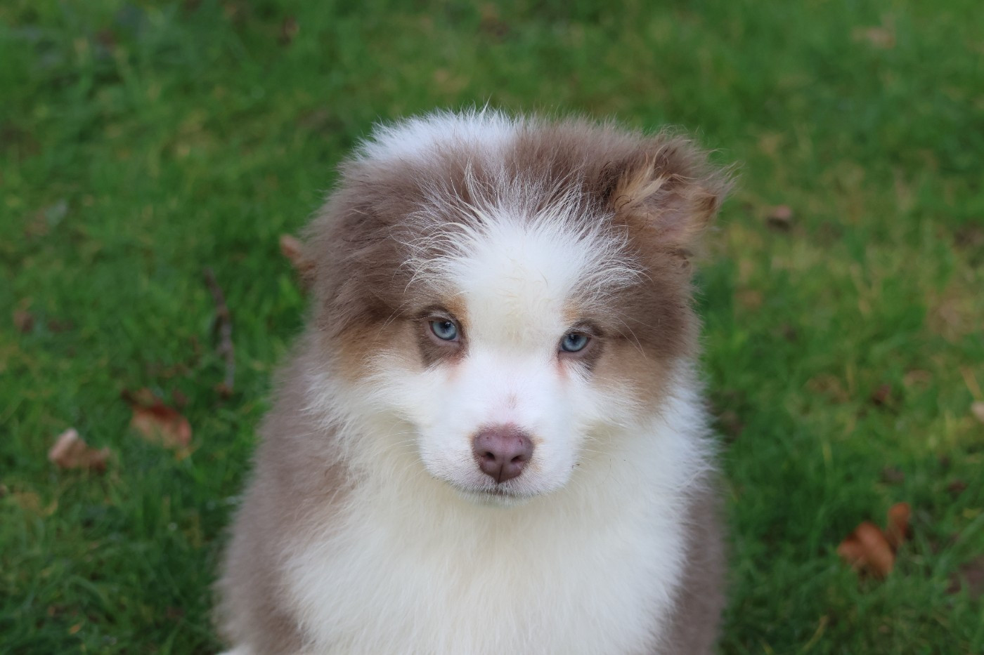 des Gardiens d'Hadès - Chiots disponibles - Berger Australien