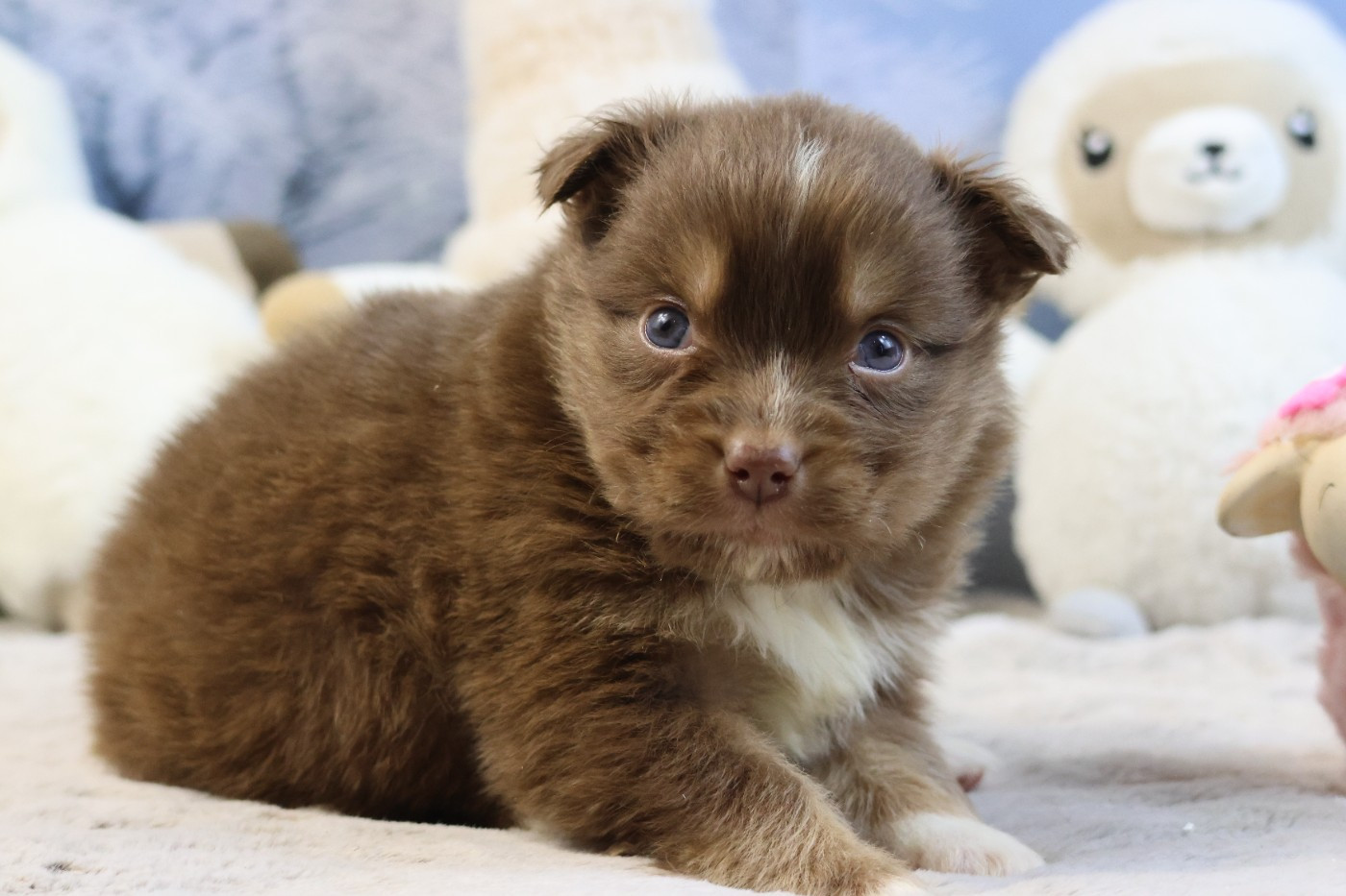 des Gardiens d'Hadès - Chiots disponibles - Berger Australien