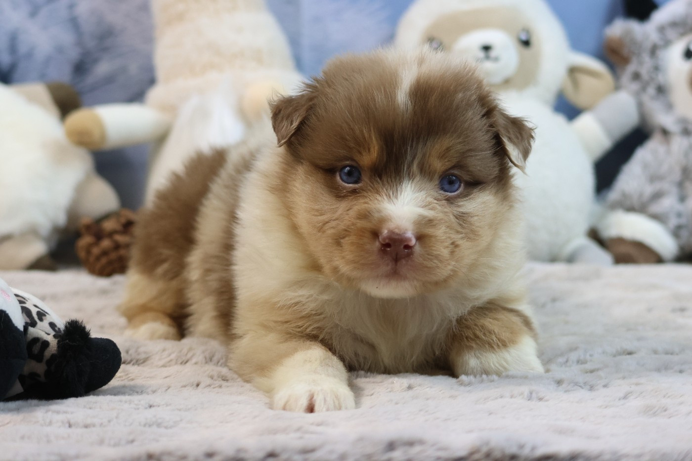 des Gardiens d'Hadès - Chiots disponibles - Berger Australien