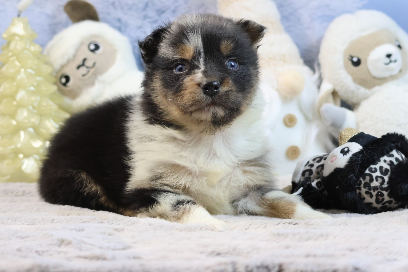 des Gardiens d'Hadès - Chiots disponibles - Berger Australien