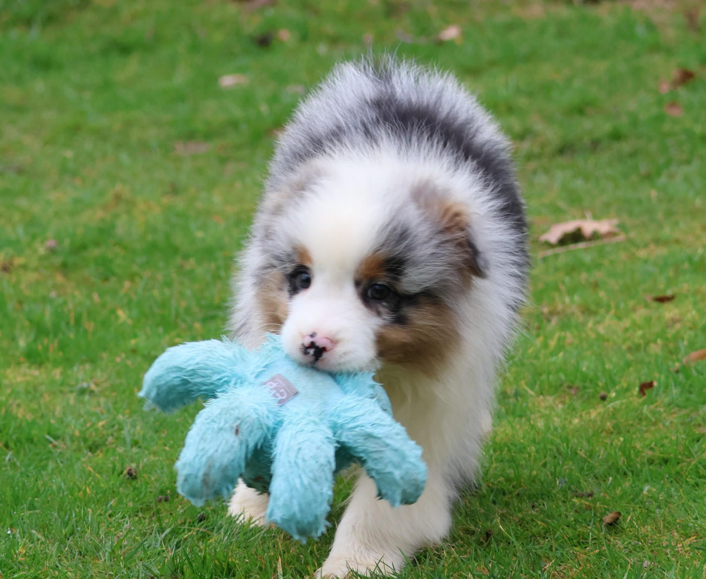 des Gardiens d'Hadès - Chiots disponibles - Berger Australien