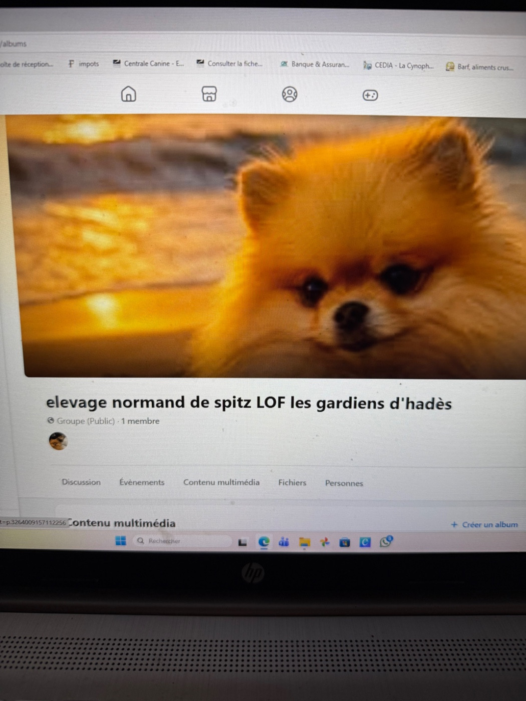 Chiot Spitz allemand des Gardiens d'Hadès