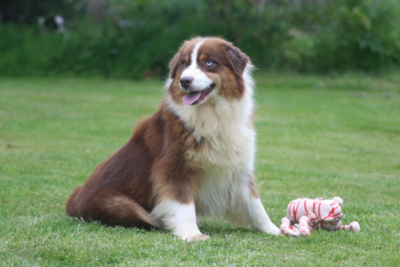 Chiot Berger Australien des Gardiens d'Hadès