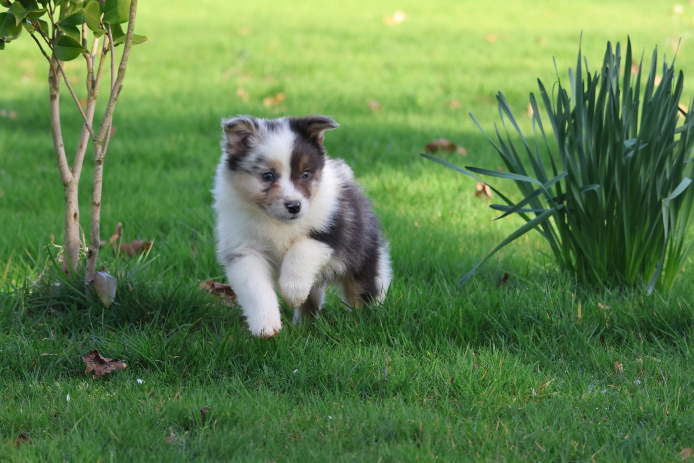 des Gardiens d'Hadès - Chiots disponibles - Berger Australien