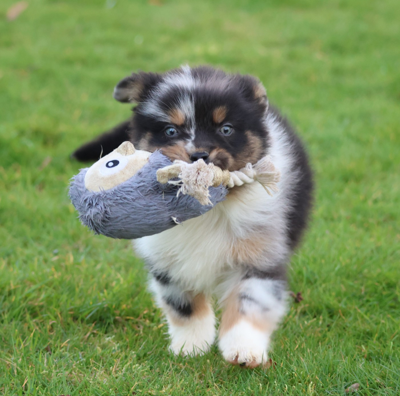 des Gardiens d'Hadès - Chiots disponibles - Berger Australien