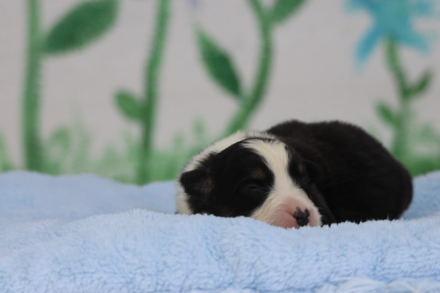 des Gardiens d'Hadès - Chiots disponibles - Berger Australien