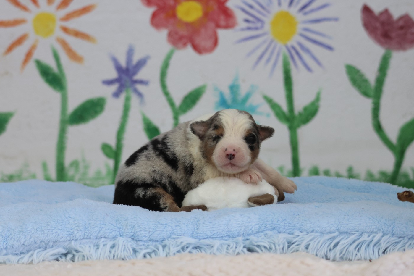 des Gardiens d'Hadès - Chiots disponibles - Berger Australien