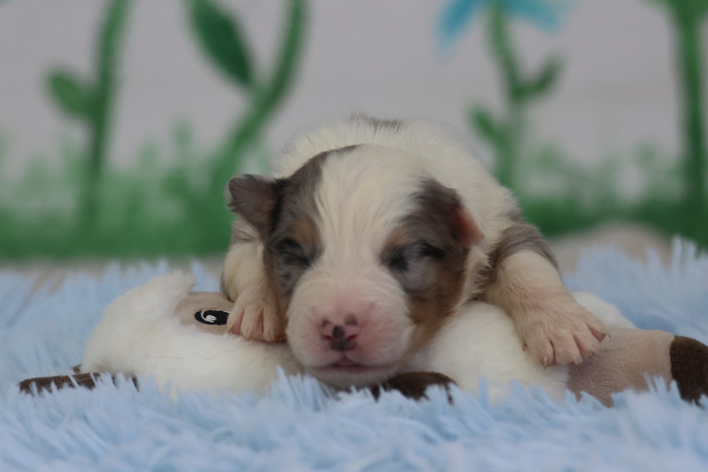 des Gardiens d'Hadès - Chiots disponibles - Berger Australien