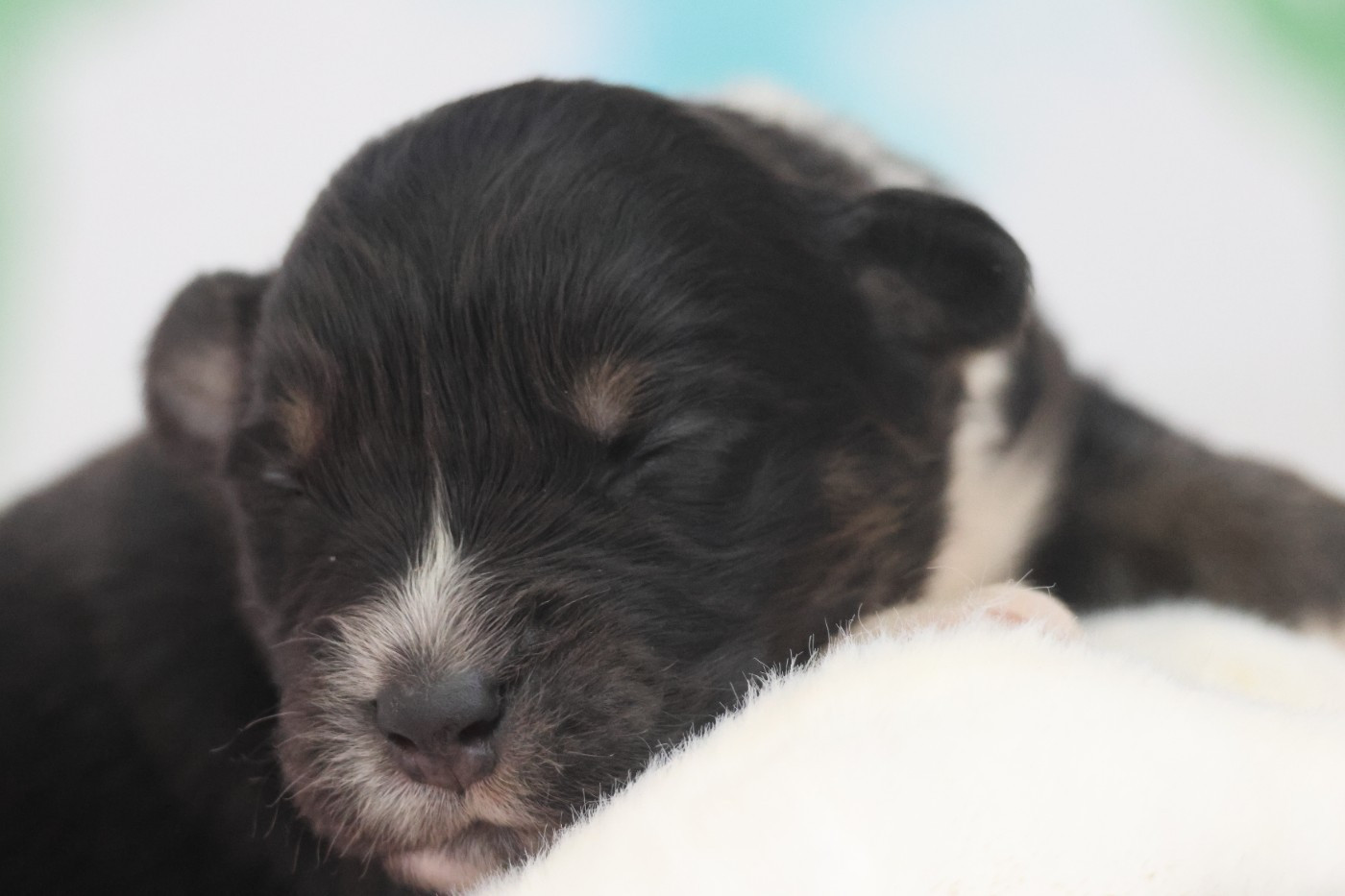 des Gardiens d'Hadès - Chiots disponibles - Berger Australien