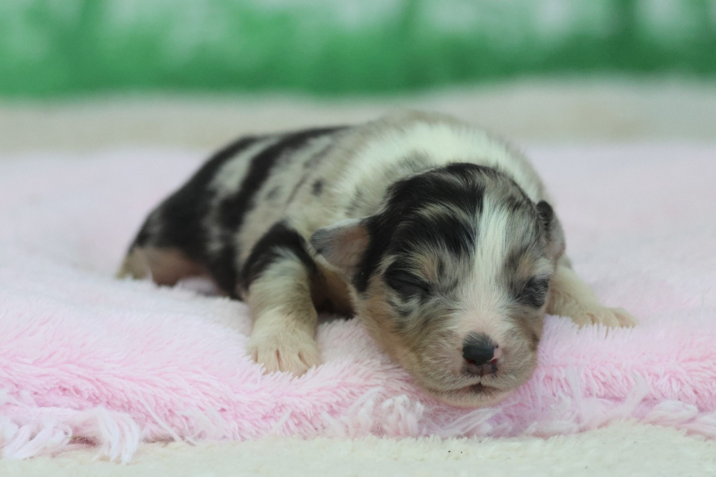 des Gardiens d'Hadès - Chiots disponibles - Berger Australien