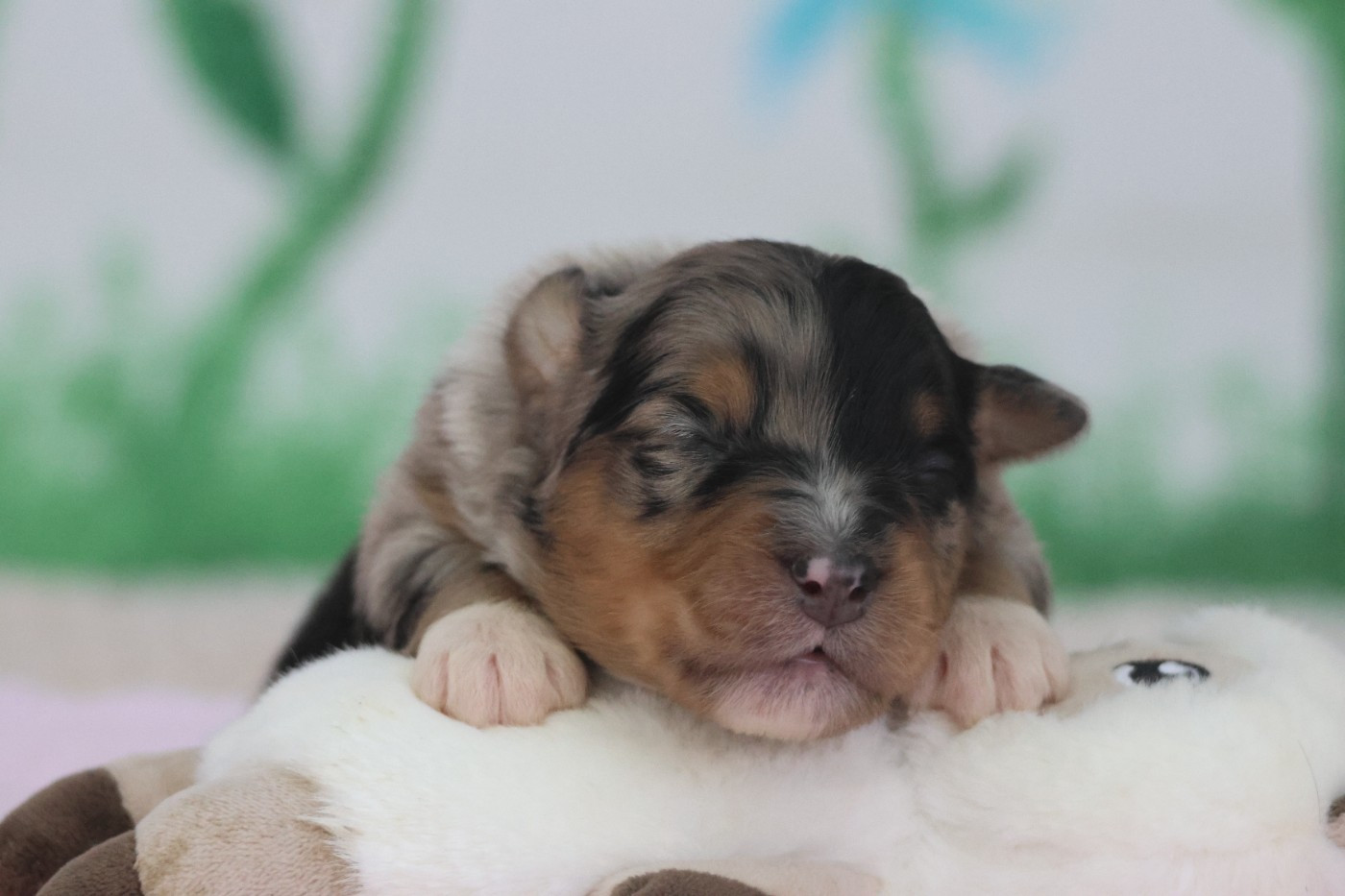 des Gardiens d'Hadès - Chiots disponibles - Berger Australien