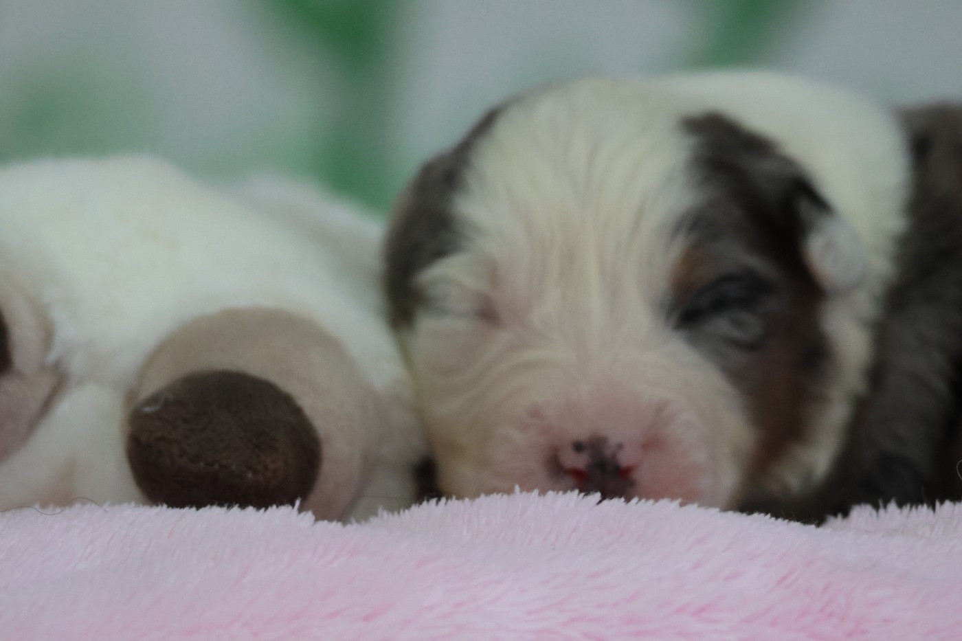 des Gardiens d'Hadès - Chiots disponibles - Berger Australien