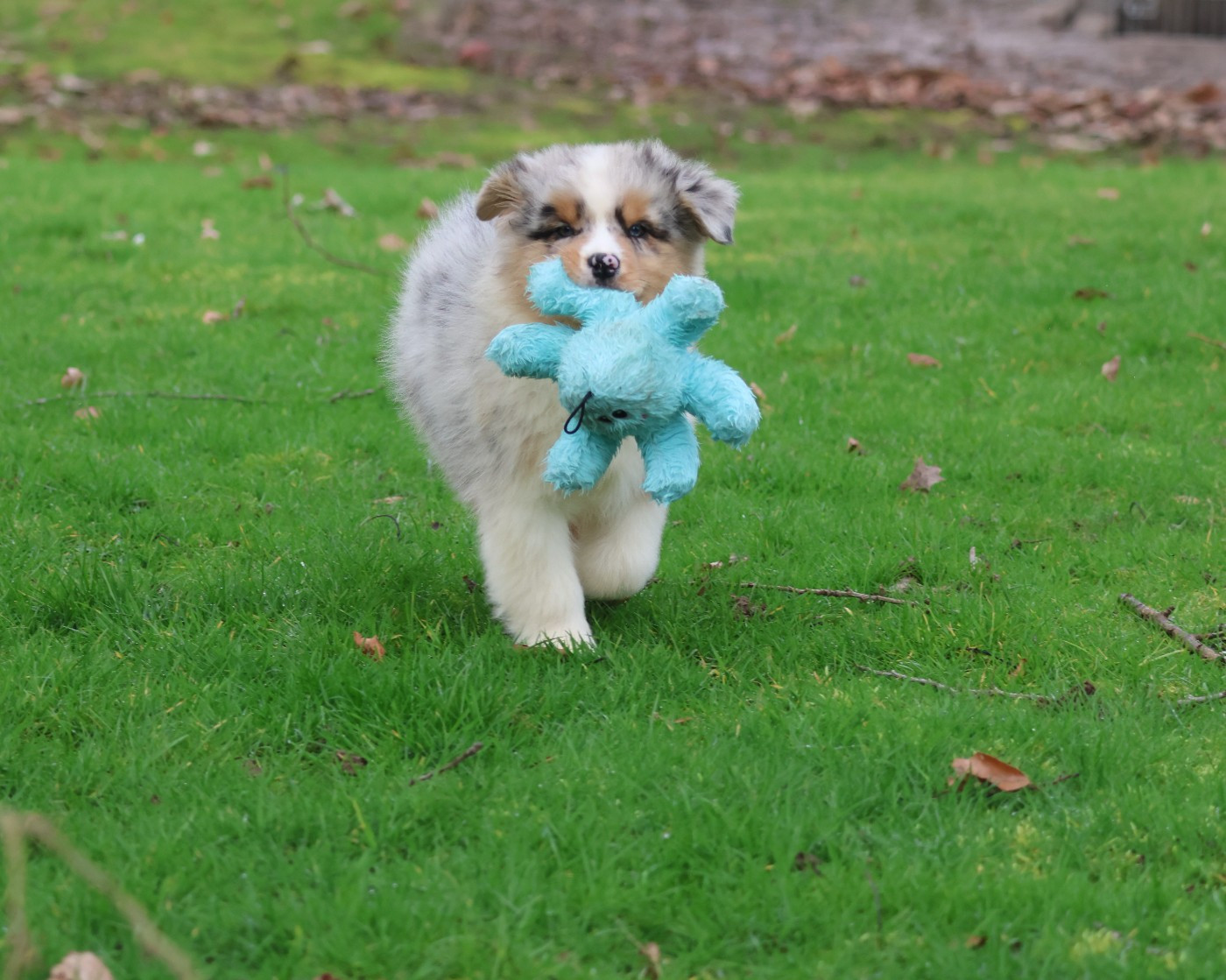 Chiot Berger Australien des Gardiens d'Hadès