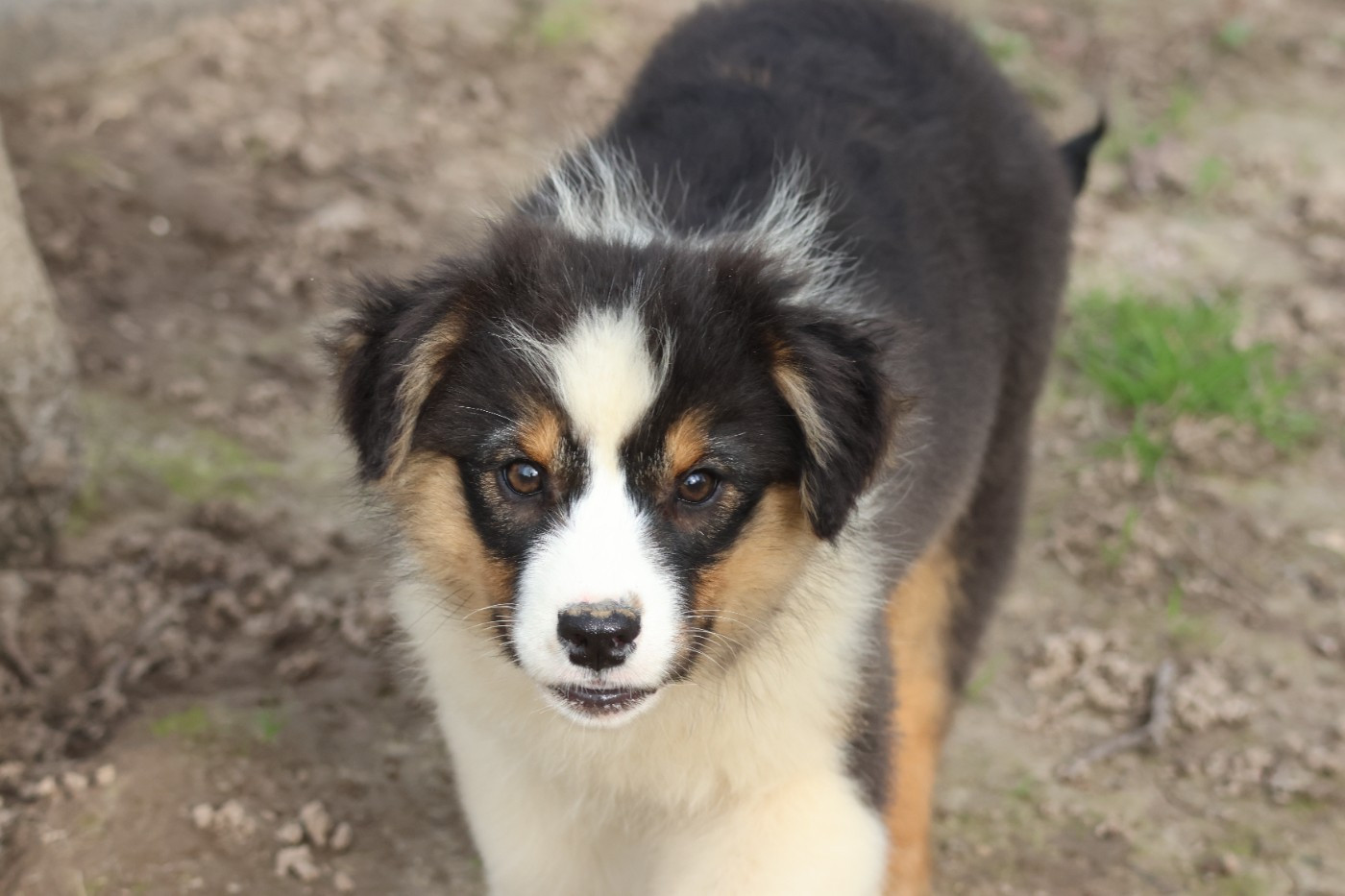 des Gardiens d'Hadès - Chiots disponibles - Berger Australien