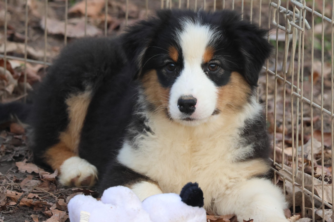 des Gardiens d'Hadès - Chiots disponibles - Berger Australien