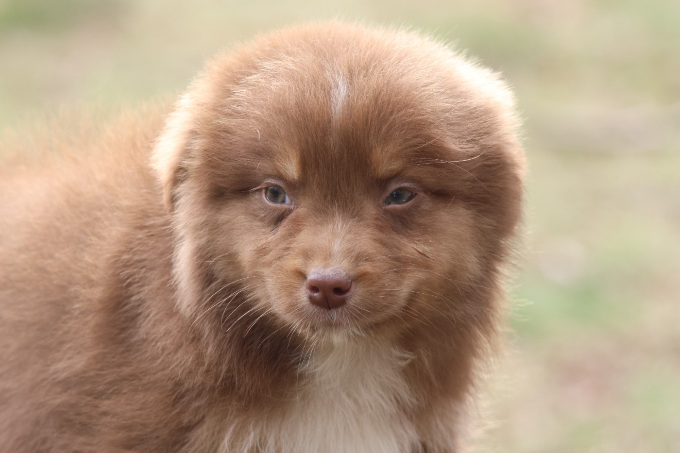 des Gardiens d'Hadès - Chiots disponibles - Berger Australien