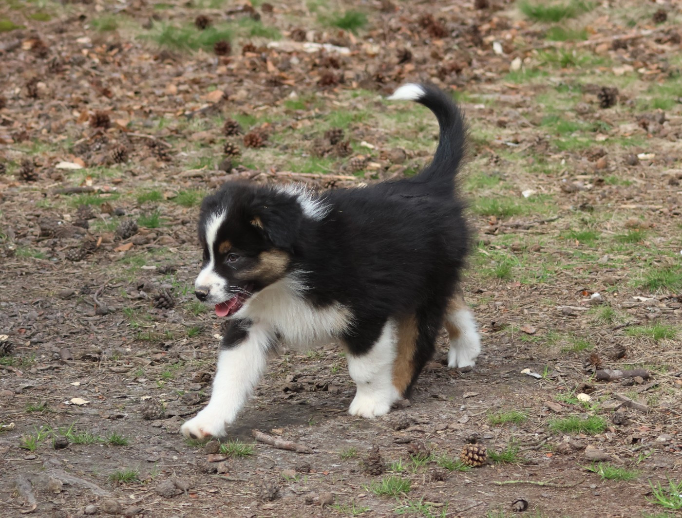 des Gardiens d'Hadès - Chiots disponibles - Berger Australien