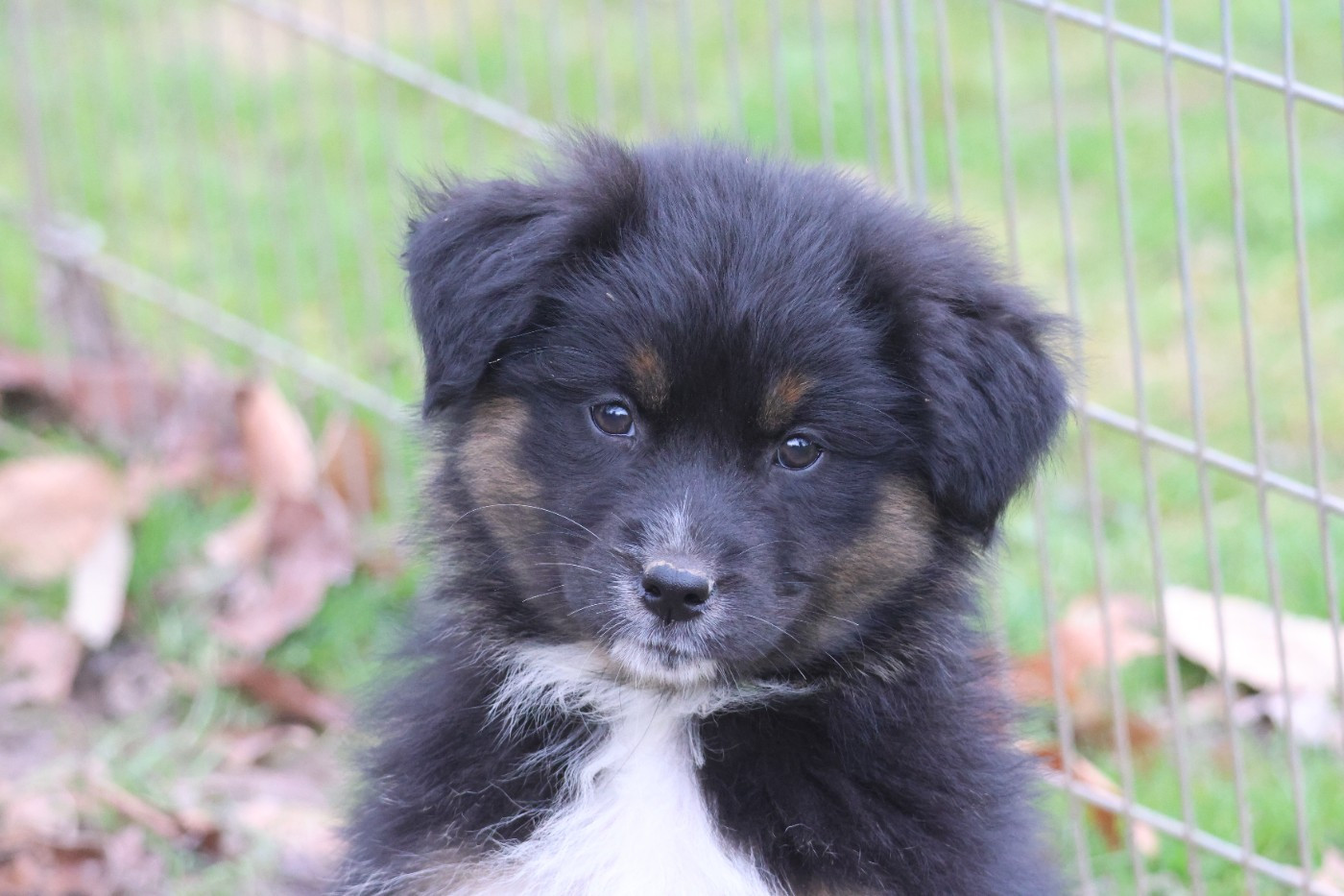 des Gardiens d'Hadès - Chiots disponibles - Berger Australien