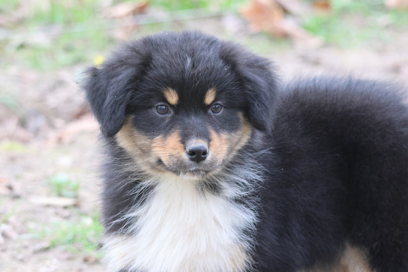 des Gardiens d'Hadès - Chiots disponibles - Berger Australien