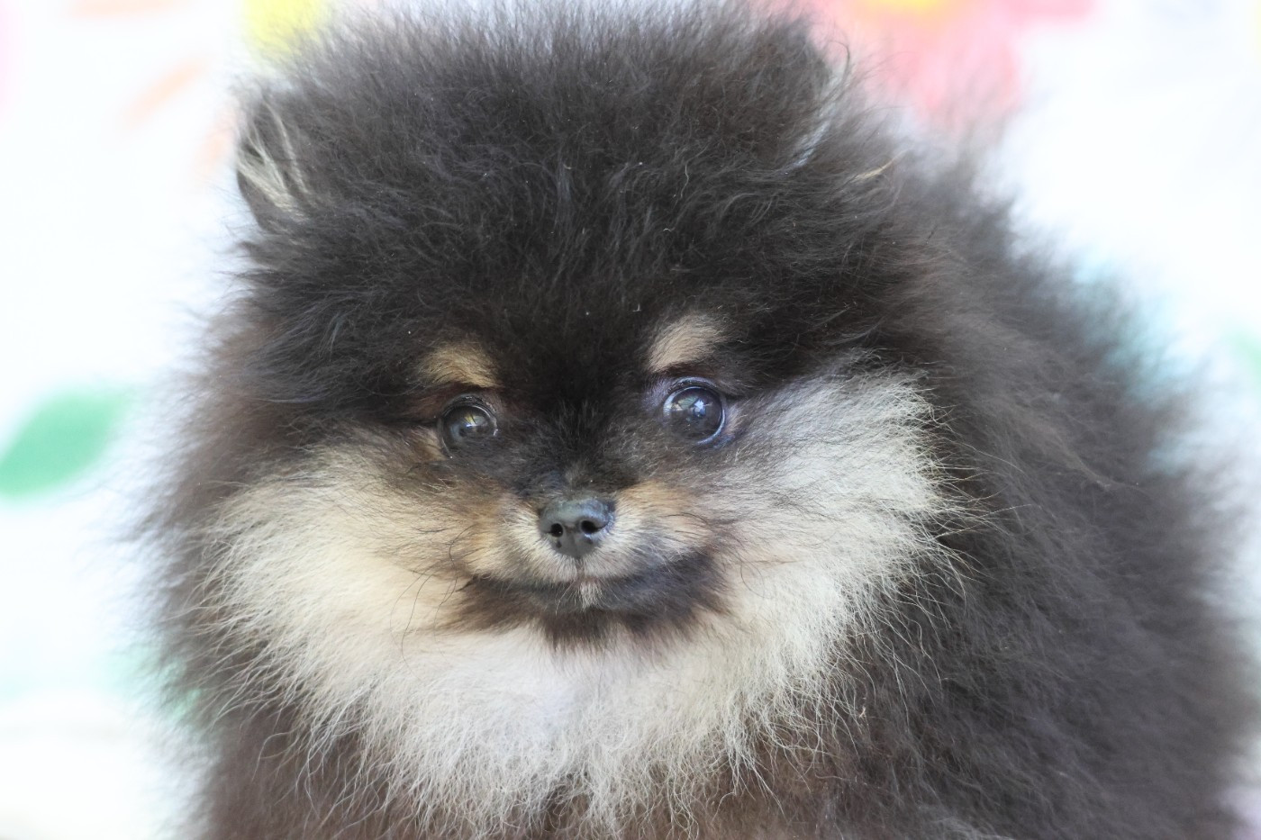 des Gardiens d'Hadès - Chiots disponibles - Spitz allemand