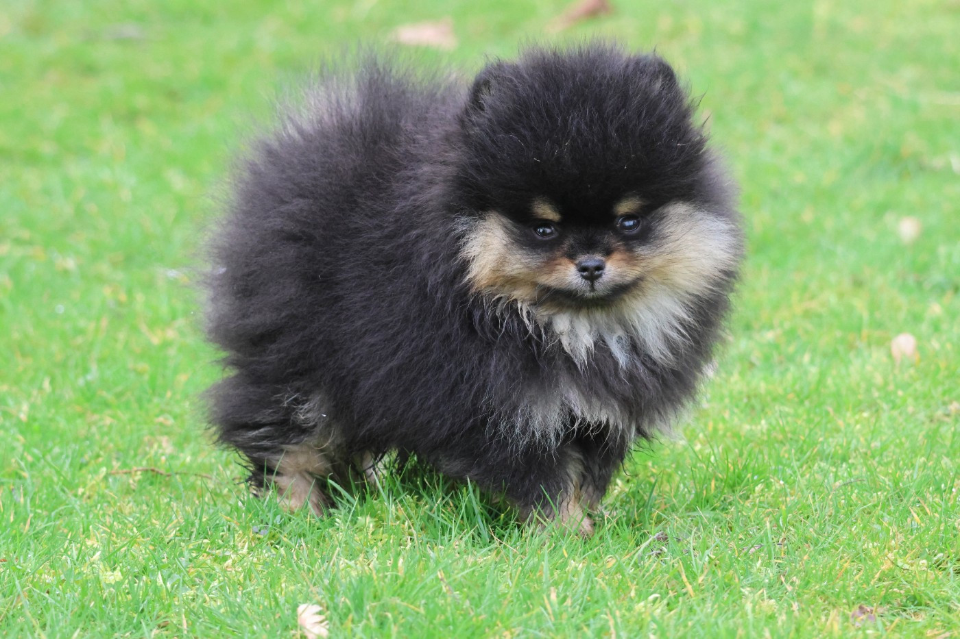 des Gardiens d'Hadès - Chiots disponibles - Spitz allemand