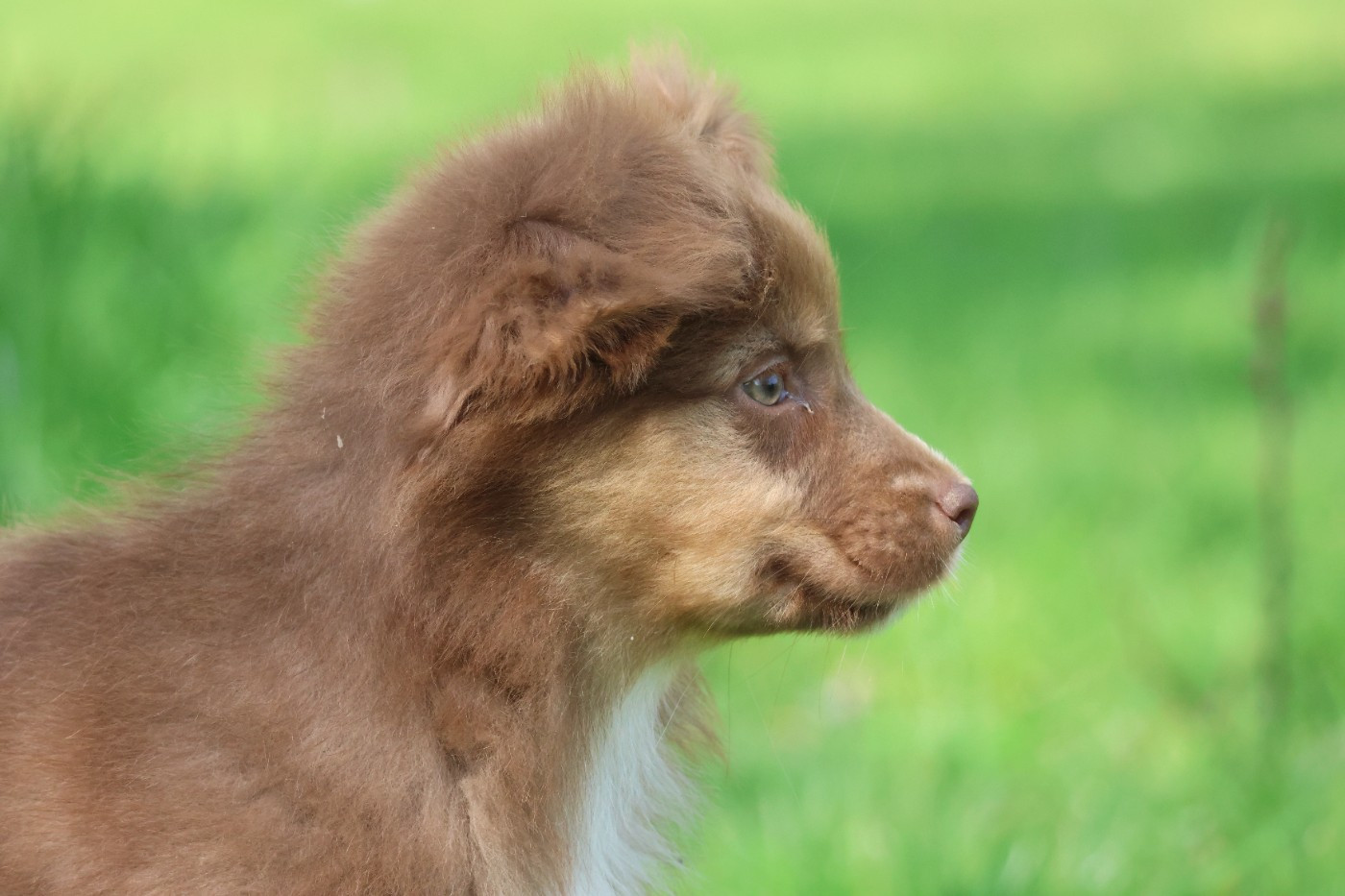 des Gardiens d'Hadès - Chiots disponibles - Berger Australien